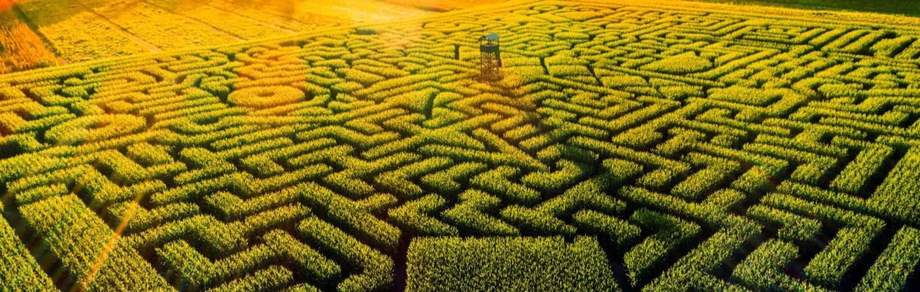 Aerial view of a large corn maze.